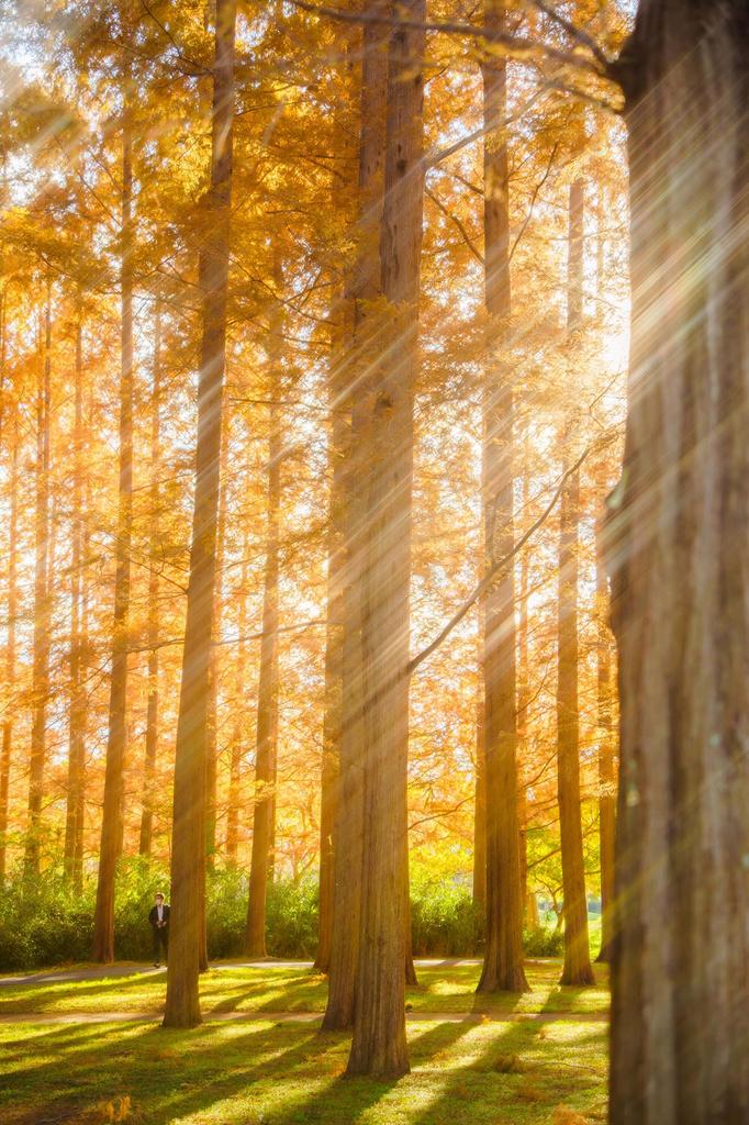 Фильтр для линз Kenko Anamo Flare Clear 82 мм со световым эффектом и вращающимся механизмом, водоотталкивающее покрытие, сделано в Японии, 549780, защита от воды и масла