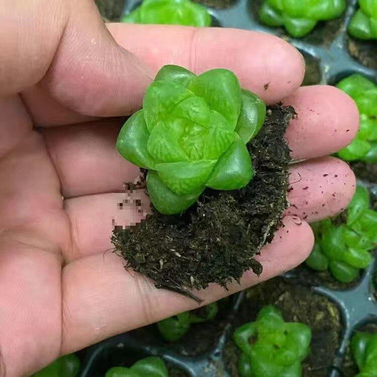 Crystal Succulent Set: Haworthia Genus Green Potted Plants for Newbies