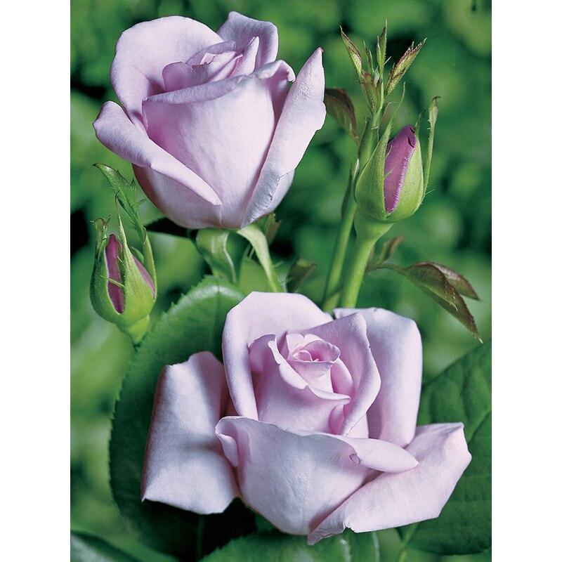 5D DIY Алмазная картина Свежий цветок Алмазная вышивка Цветочная сцена Вышивка крестом Полный круглый дрель Домашний декор Ручной подарок