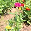 Набор из 5 гибких регулируемых пластиковых опор для растений Flexi Plant с надежным опорным кольцом. Универсальные садовые колышки для комнатных растений