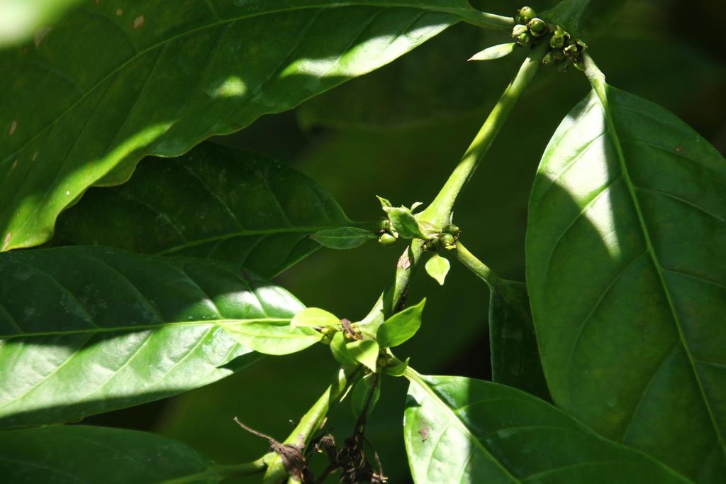SAFLAX Кофе Карлик - 8 семян - Coffea arabica nana