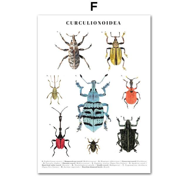 Насекомые, птицы, бабочки, сафари, образовательные плакаты с животными и принты, холст, украшение для детской комнаты, домашние картины, детская комната