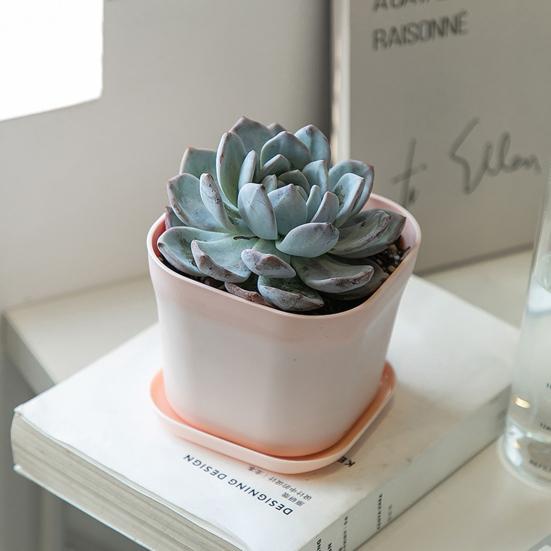 Цветочные горшки Прочные антидеформационные утолщенные легкие пластиковые сочные растения