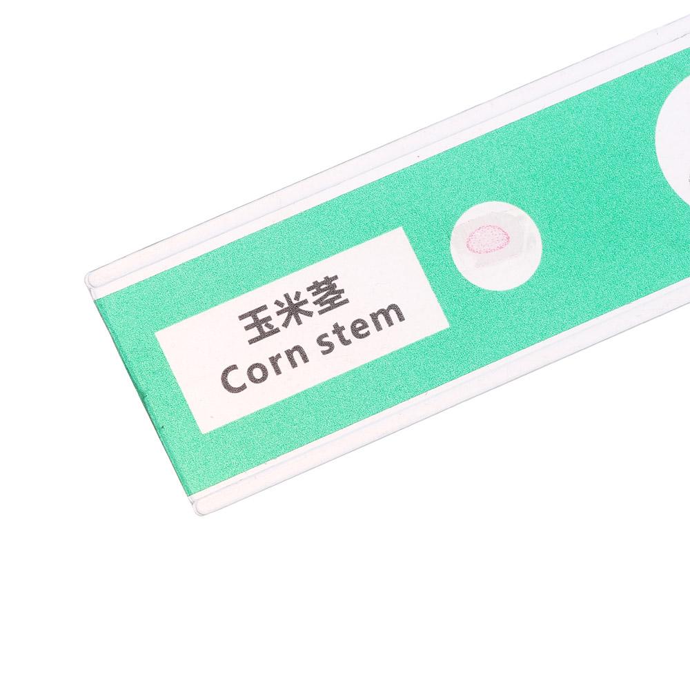 Животные Насекомые Растения Цветы Микроскоп Слайды Студенты Дети