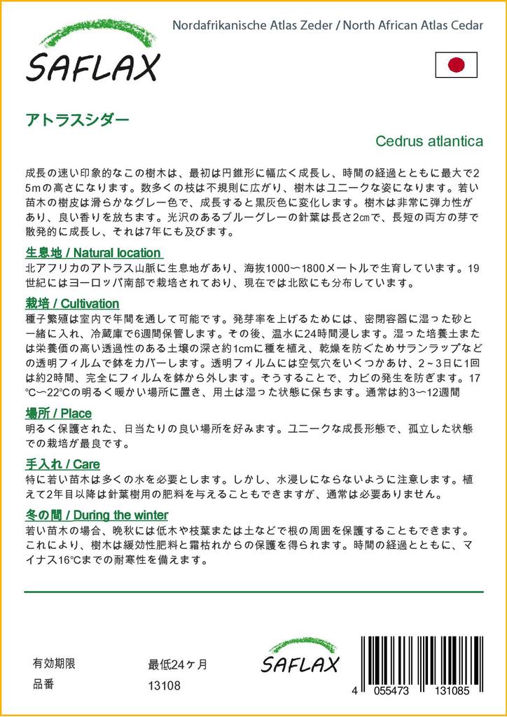 SAFLAX Североафриканский атласский кедр - 20 семян - Cedrus atlantica