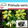 Подарочный набор - Примула - 100 семян - С подарочной коробкой, карточкой, этикеткой и субстратом для горшков - Primula veris