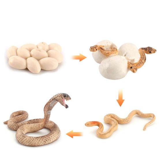 Модель игрушки Образовательный дизайн Раннее моделирование Пластиковые животные Цикл роста Миниатюрный цикл обучения животных