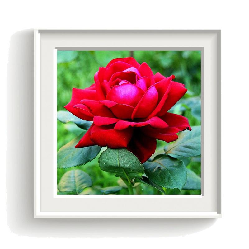 Алмазная живопись Цветок Алмазная художественная полная дрель Набор для вышивания Наборы для алмазной живописи