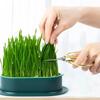 1PC New Pet Cat Sprout Dish Growing Pot Hydroponic Plant Cat Grass Germination Digestion Starter Dish Greenhouse Grow Box