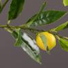 Luxury Artificial Lemon Branch Plastic Fake Plants Artificial Lemon Fruit  Home Garden