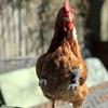 1 пара Декорация для куриных лап Декорация для передних лап курицы Реквизит для питомцев Куриные лапы Подходит для нарядов питомцев