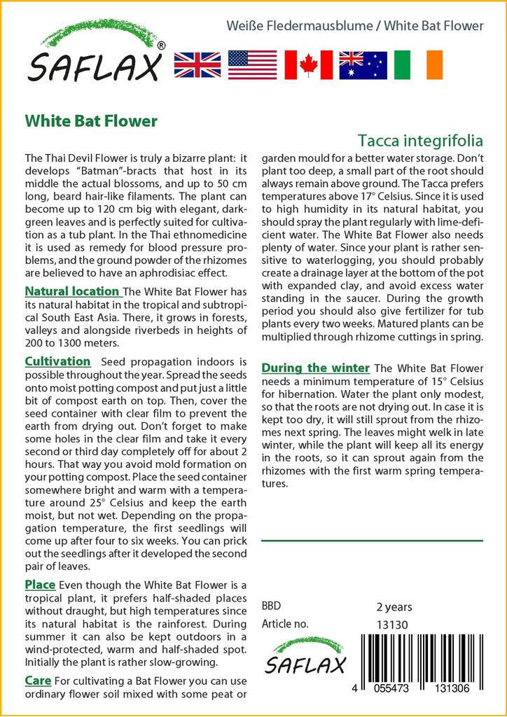 SAFLAX Белый цветок летучей мыши - Tacca integrifolia, 10 семян.