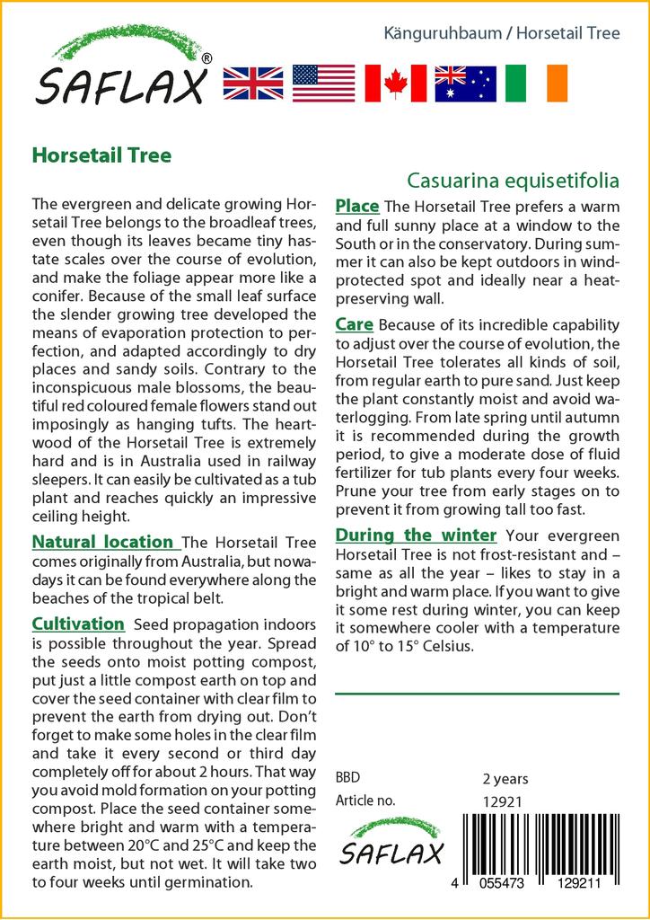 SAFLAX Хвощ полевой - 200 семян - Casuarina equisetifolia