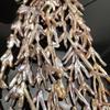 1 нить натуральных пресноводных барочных жемчужных бусин с когтем 30-35 мм 36 см Сквозное отверстие Неправильная ветка Жемчужная нить Для художественного statement-ожерелья DIY
