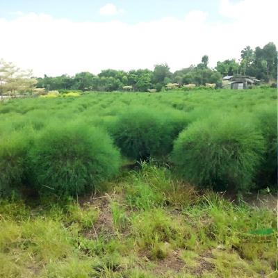 50 г ~ 1,5 кг Травяной чай Зеленый чай Мохуань Натуральный чай Мухуань Сырой травяной чай Мо Хуан