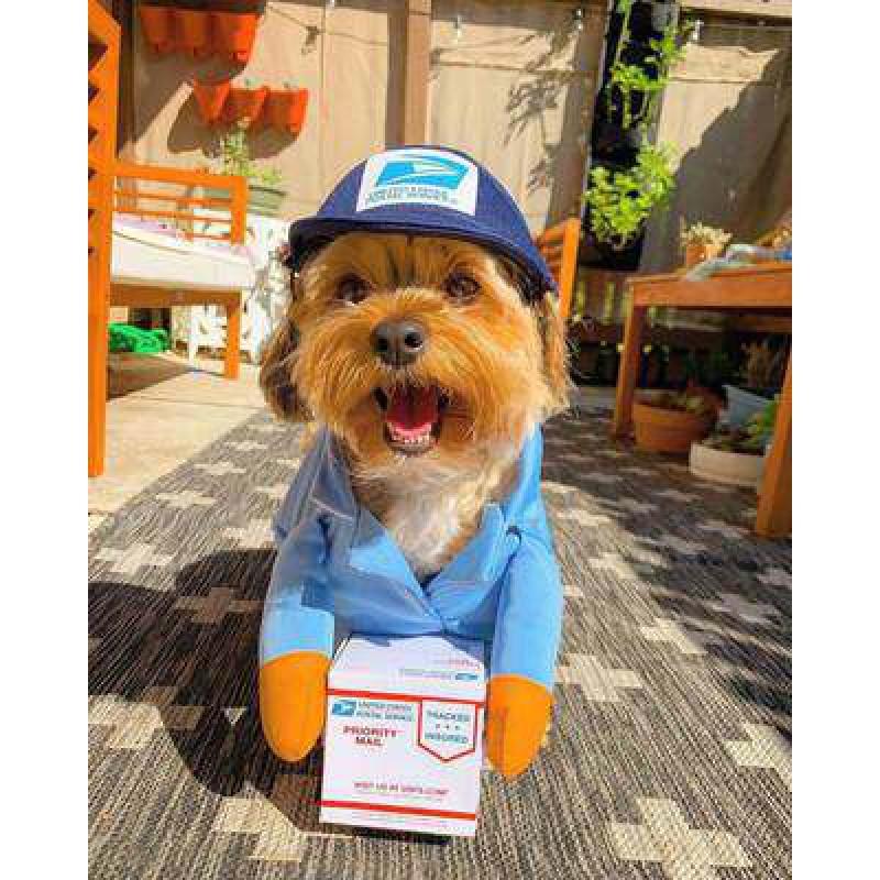 Funny Pet Costume Dog Cat Outfit With Prop Sword Small Breeds Like Teddy Poodle Corgi Bichon