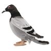BH6299 HANSA Pigeon 29