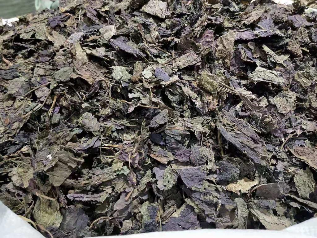 Perilla Leaf Herbal Medicine Perilla Leaf Perilla Leaf Perilla 500g/1.1lb