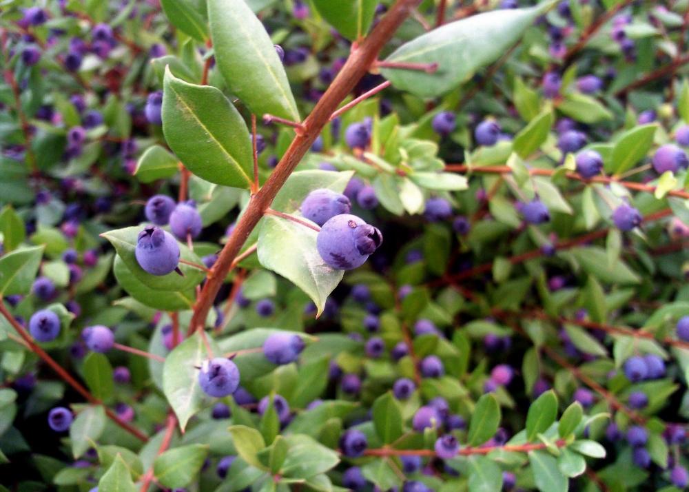 SAFLAX Мирт настоящий - 30 семян - Myrtus communis