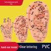 18cm Ear Mold with 15cm Reflexology Hand Model: Multi-Acupoint Reference for Ear Acupressure