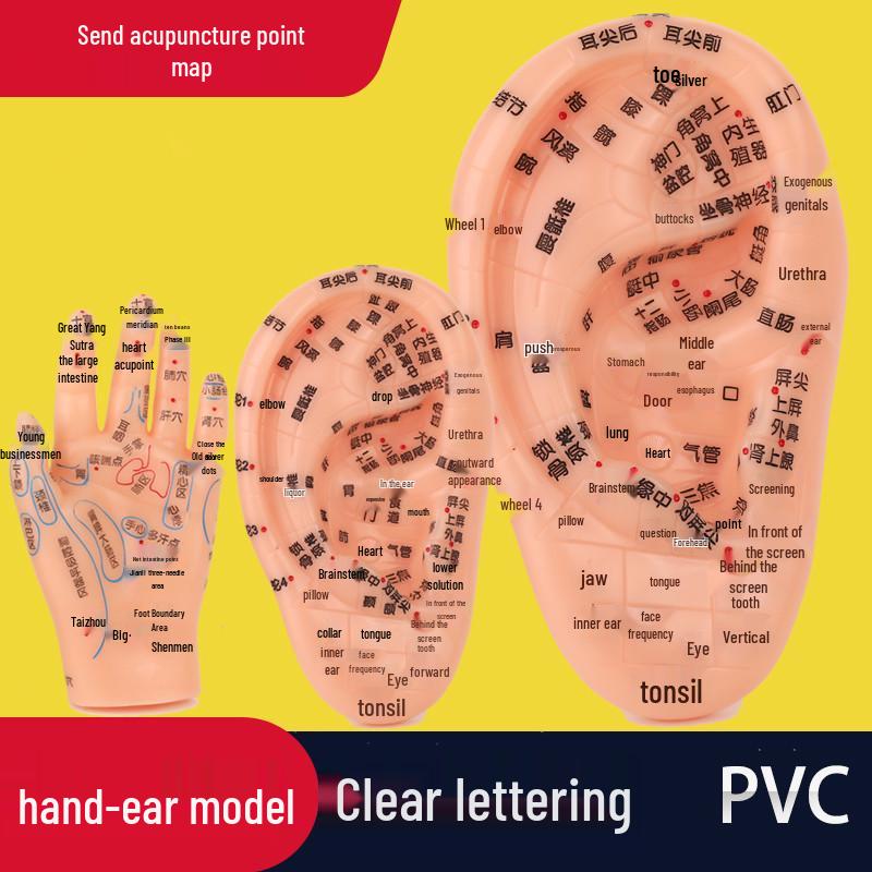 18cm Ear Mold with 15cm Reflexology Hand Model: Multi-Acupoint Reference for Ear Acupressure