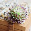 Artifical Plastic Succulent Plant Cactus Echeveria Flower Home Office Decor Gift
