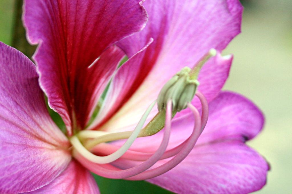 SAFLAX Дерево верблюжьей лапки - 8 семян - Bauhinia variegata