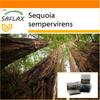Garden in the Bag - Coastal Redwood - 50 семян - С субстратом в подходящем пакете - Sequoia sempervirens