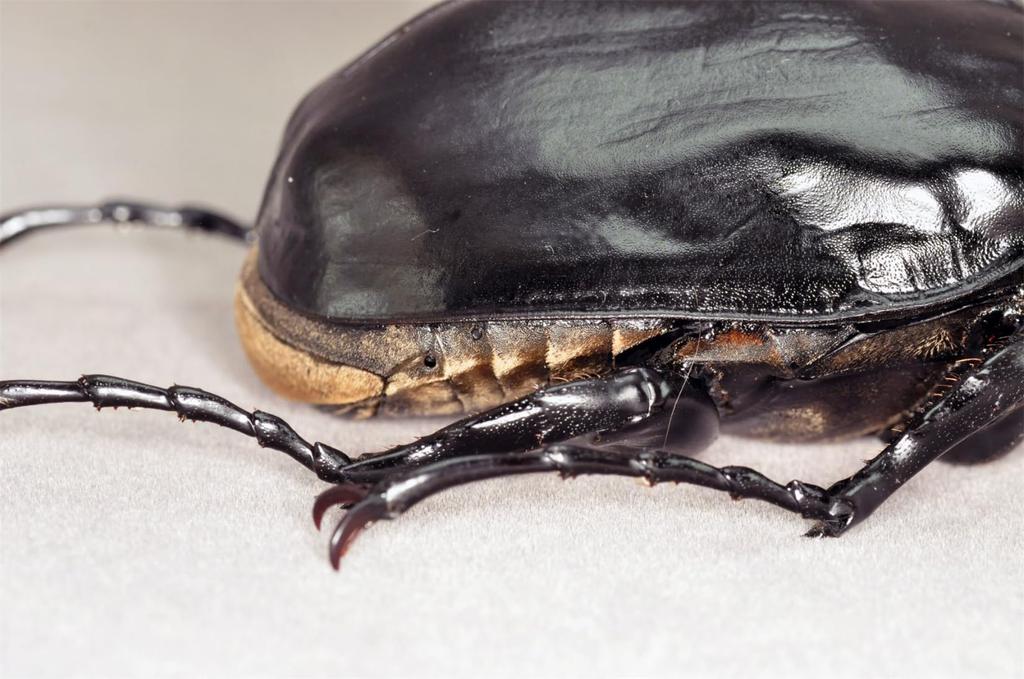 БАКАЛИСО Нирвана Актеон Жук-слон Фигурка Жук Жук-слон Магнит для холодильника Магнит Реалистичный Взрослый Иллюстрированная книга Насекомое