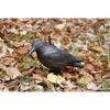 Pigeon deterrent spikes for indoor and outdoor bird control
