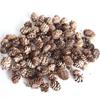 Pistachio Cross Fruit & Fish Scale Pine Gomphrena DIY Dried Flower Weaving Material
