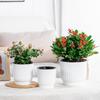Plastic Water-absorbing Flower Pot Visible Water Level Water Planting Pots Hydroponic Planter