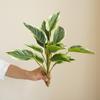 Реалистичное искусственное растение Легкий уход Не вянет Украшает сад Свадьба Искусственная зелень