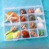Shell conch, popular science materials, specimens, snail storage set, gift box, kindergarten marine life collection
