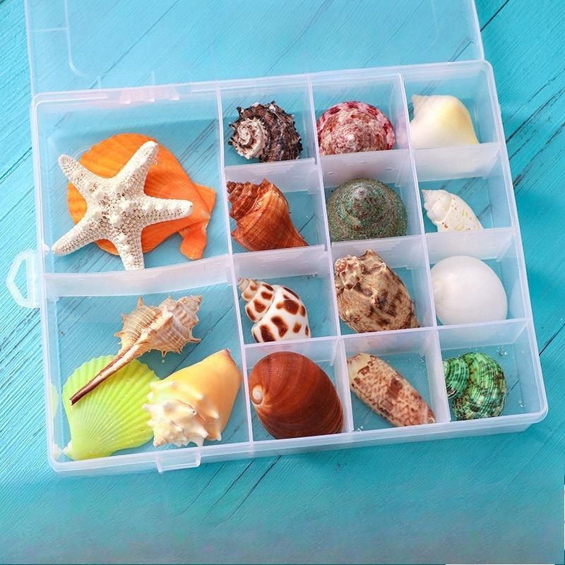 Shell conch, popular science materials, specimens, snail storage set, gift box, kindergarten marine life collection