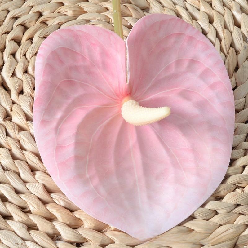 Anthurium Linden Andraeanum Flower For Home Decor And Props Photography