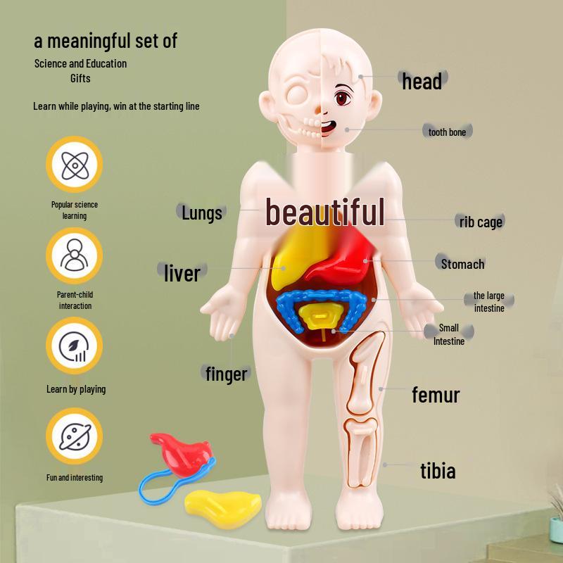 Набор для создания модели человеческого органа своими руками для детей - Образовательная игрушка STEAM для науки в начальной школе