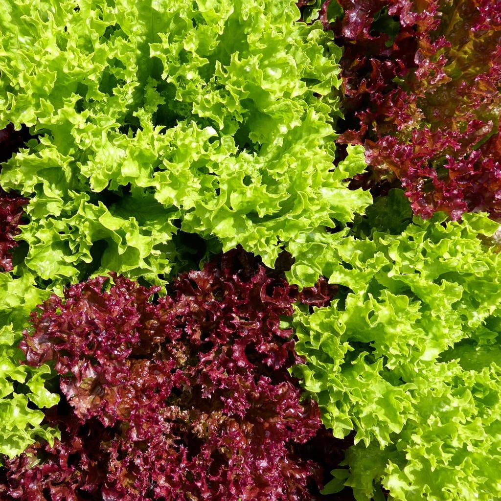 VEGETABLE SEEDS SET On the Balcony TERRACE 9 Varieties Seeds for Easy Cultivation In Pots