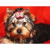Terrier Dog 5d Yorkshire Diy Diamond Painting Cross Stitch Full Round Diamond Embroidery Rhinestone Mosaic Home Decor
