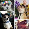 Adjustable Puppy Supply Summer TAILUP Dog Sun Hat Baseball Cap Cotton Canvas Pet