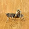 1pc Exquisite Vintage Brass Grasshopper Figurine - Antique Metal Craft Ornament, Small Desk Decoration for Thanksgiving
