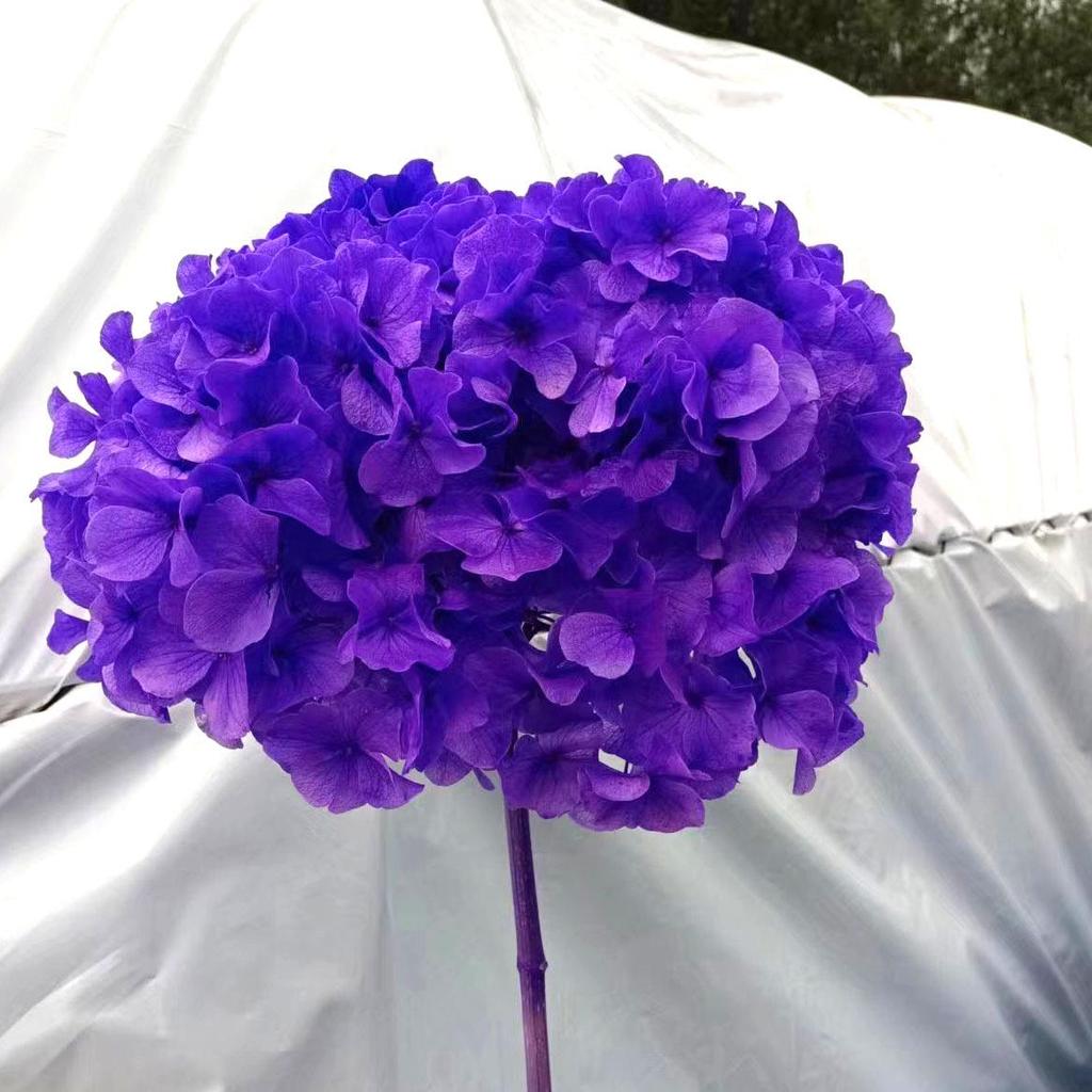 Multi-Color Preserved Bigleaf Hydrangea Single Stem Flower Bouquet for Home Decoration