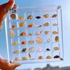 Acrylic Magnetic Seashell Display Box 36/64/100 Grids Square Small Crafts Natural Stone Nail Art Bead Charm Jewelry Show Organizer Container Case