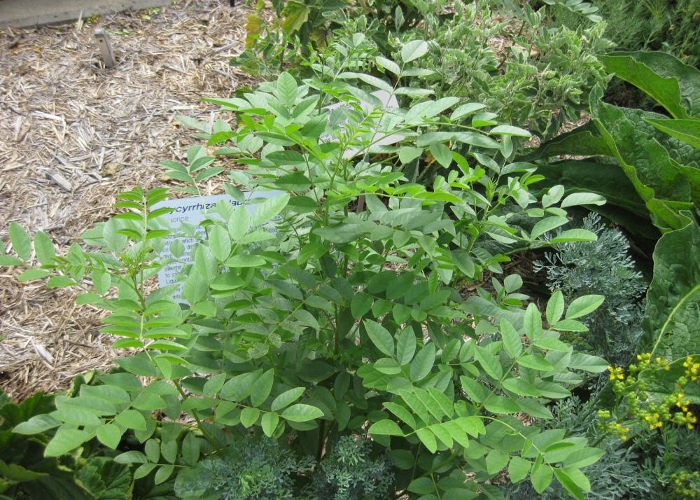 SAFLAX Garden in the Bag - Солодка - 30 семян - С субстратом в подходящем пакете-стойке - Glycyrriza glabra