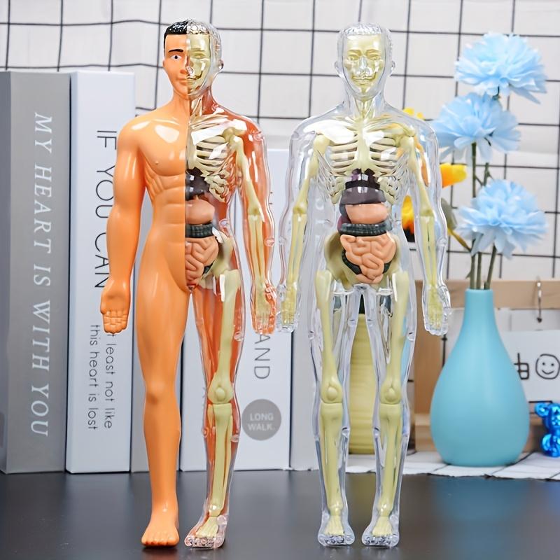 3D Human Body Torso Model For Kid, Anatomy, Skeleton, Removable, Simulation, Organ And Skeleton, Detachable Bone Body Models New