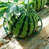 10Pcs Melon Cradle Pumpkin Support Strawberry Supports Holder Set Protect Watermelons From Ground Rot Holds Up To 8 Lbs