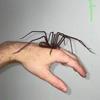 3D Дизайн Симуляция Паук Игрушка Магнитный Паук Разыгрывающие Игрушки Пауки Украшение Хэллоуин Вечеринка
