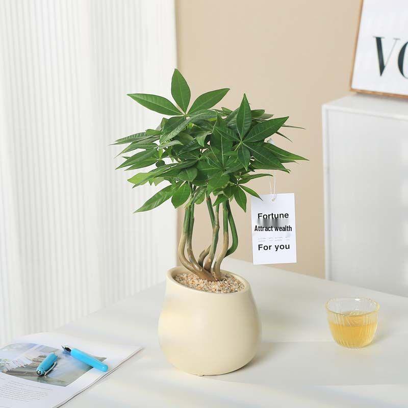 Nordic Ceramic Orchid Vase - Light Luxury Style for Small Plants