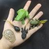 Детская биологическая модель, игрушка, животное, растение, жизненный цикл роста, Монтессори, детские игрушки, набор, обучающие пособия, развивающие игрушки
