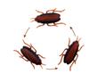 Funny Simulation of Cockroaches Pet Cat Dog Kitten Interactive Training Play Toy